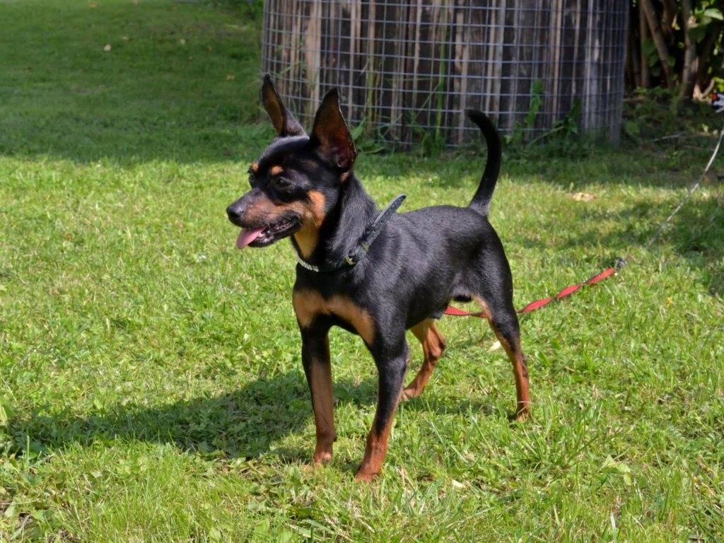 Пражский крысарик LITTLE BEAST YAN