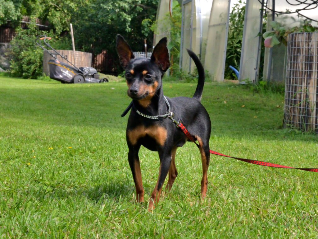 Пражский крысарик LITTLE BEAST YAN