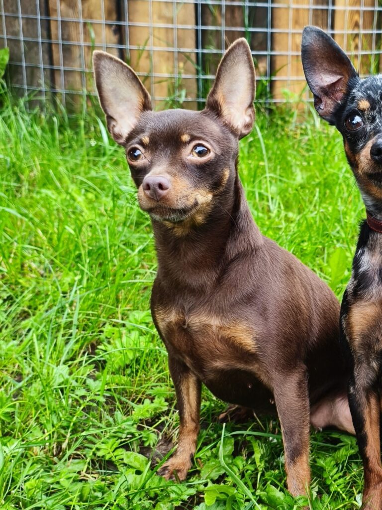 Пражский крысарик LITTLE BEAST CHIKITA