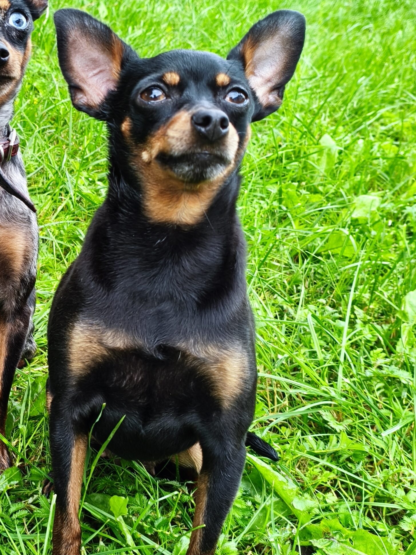 Пражский крысарик LITTLE BEAST