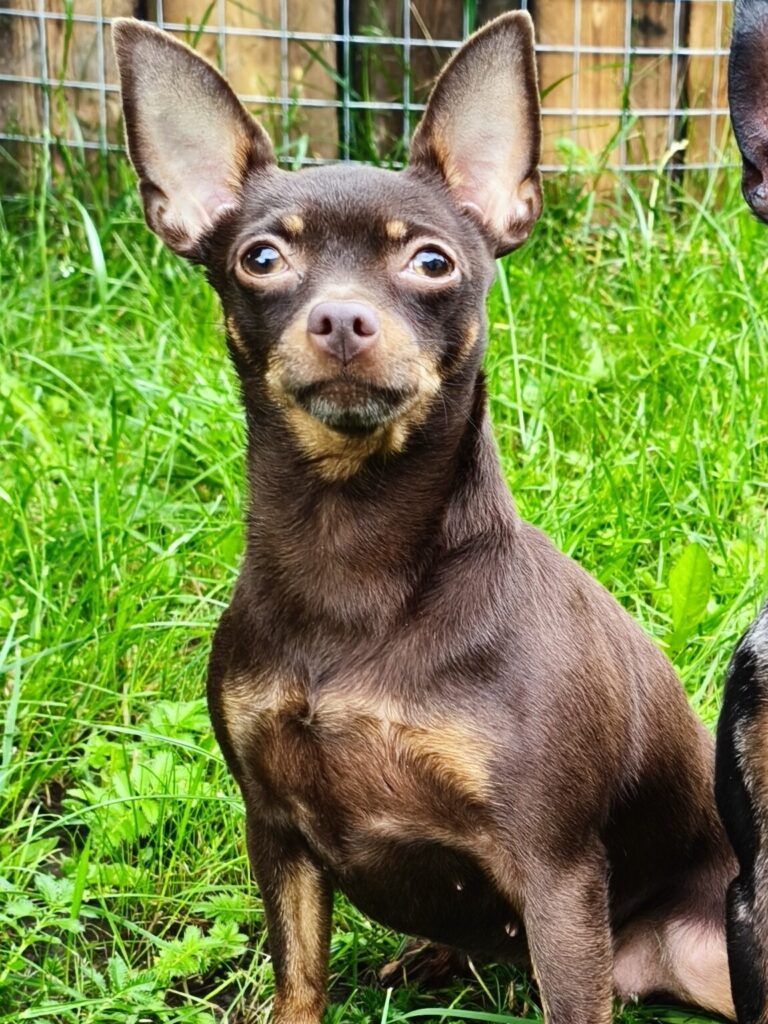 Пражский крысарик LITTLE BEAST CHIKITA