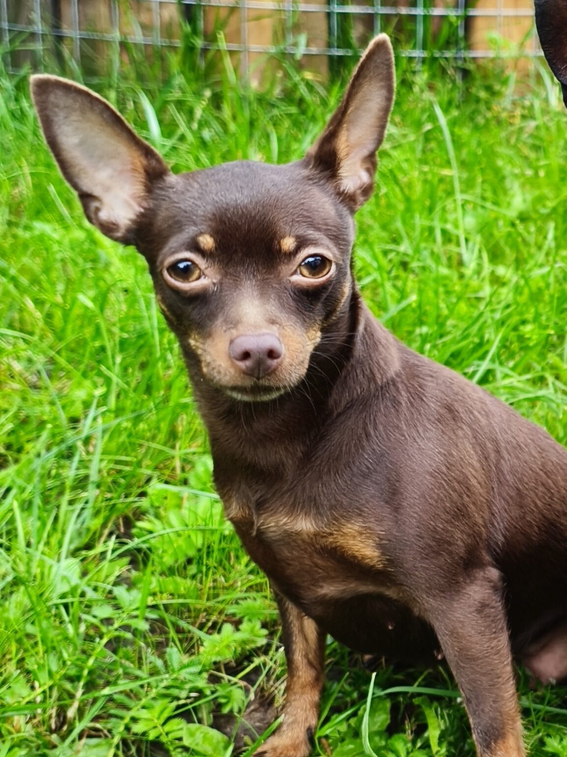 Пражский крысарик LITTLE BEAST