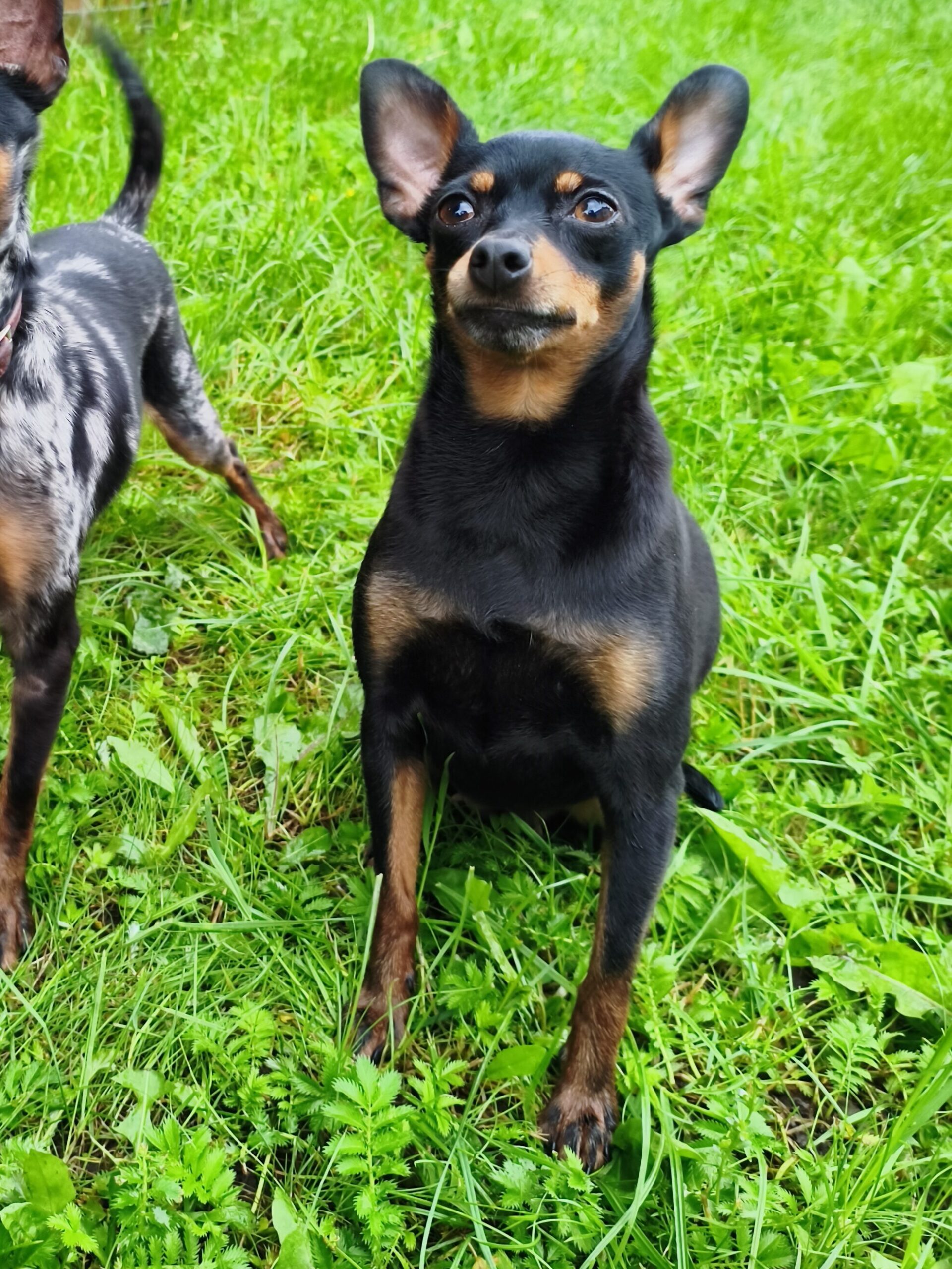 Пражский крысарик LITTLE BEAST