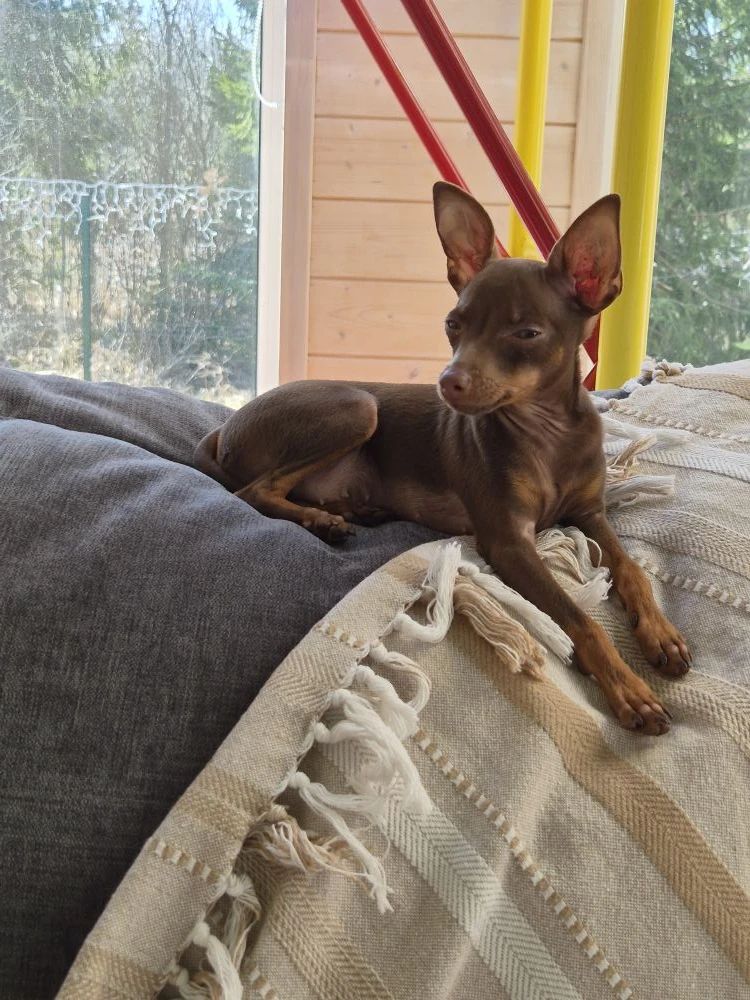 Собака пражский крысарик питомника LITTLE BEAST